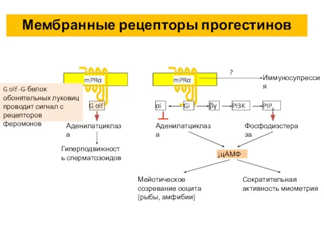 G olf -G-белок обонятельных луковиц проводит сигнал с рецепторов феромонов Мембранные рецепторы прогестинов