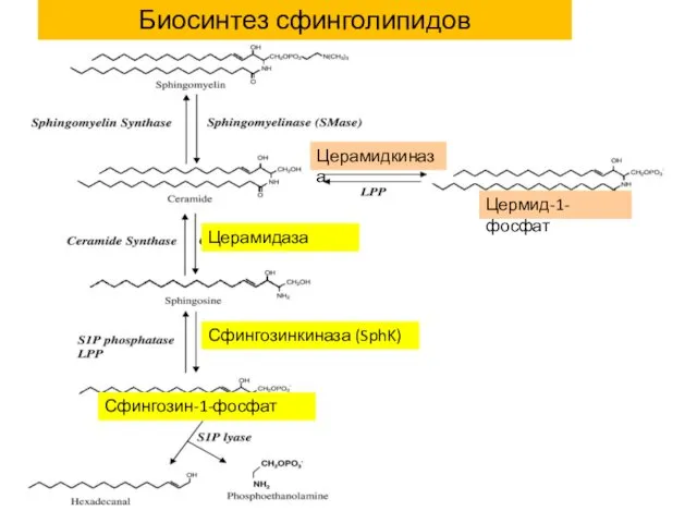 Церамидаза Сфингозинкиназа (SphK) Сфингозин-1-фосфат Церамидкиназа Цермид-1-фосфат Биосинтез сфинголипидов