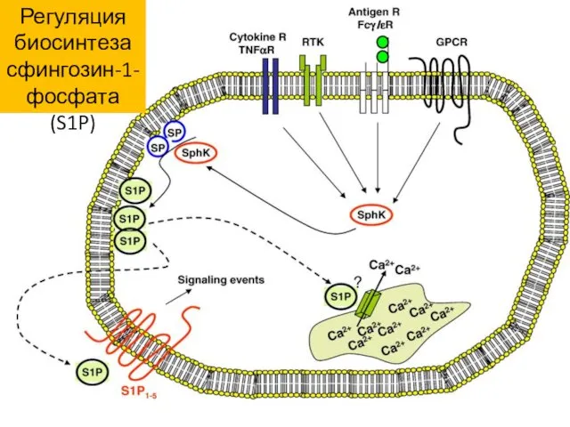 Регуляция биосинтеза сфингозин-1-фосфата (S1P)