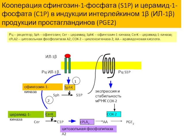 Рц – рецептор; Sph – сфингозин; Cer – церамид; SphK –