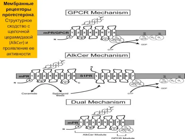 Мембранные рецепторы прогестерона. Структурное сходство с щелочной церамидазой (AlkCer) и проявление ее активности