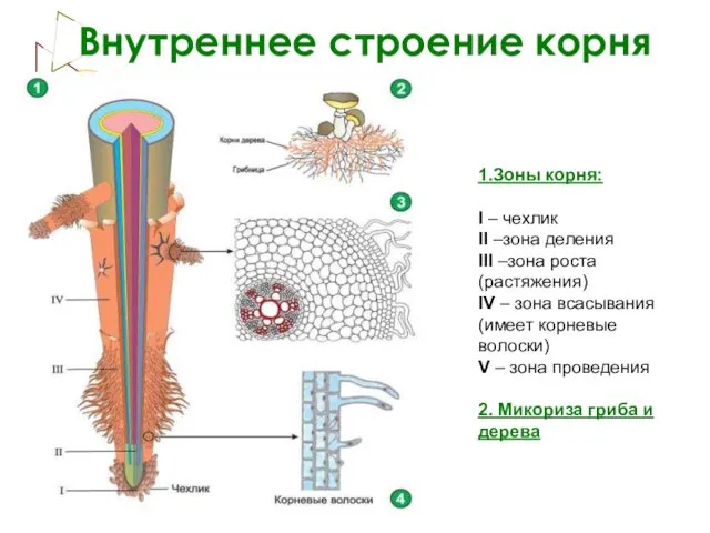 Внутреннее строение корня 1.Зоны корня: I – чехлик II –зона деления