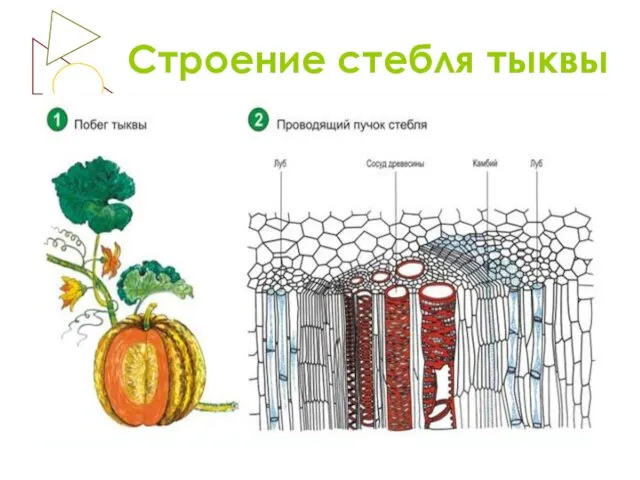 Строение стебля тыквы