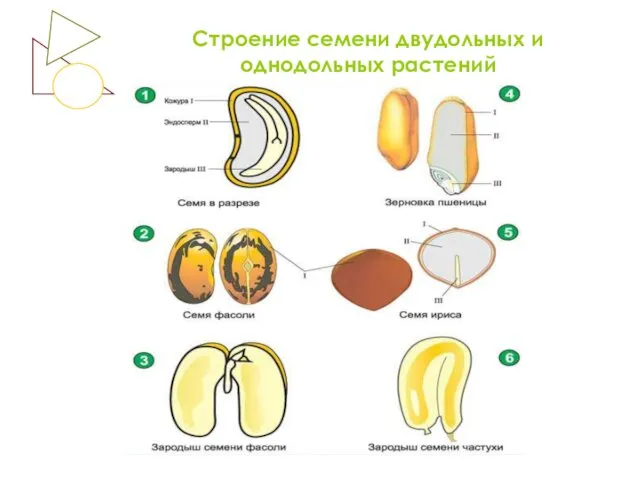 Строение семени двудольных и однодольных растений