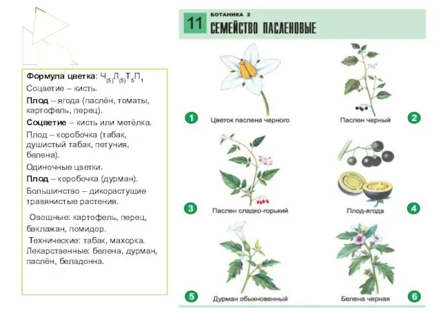 Формула цветка: Ч(5)Л(5)Т5П1 Соцветие – кисть. Плод – ягода (паслён, томаты,