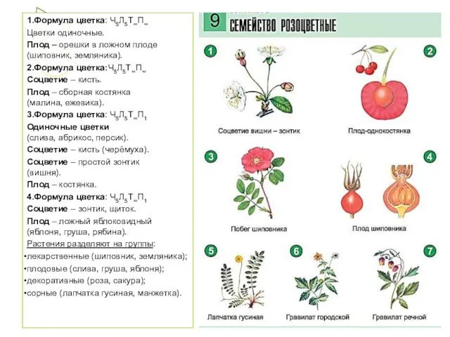 1.Формула цветка: Ч5Л5Т∞П∞ Цветки одиночные. Плод – орешки в ложном плоде