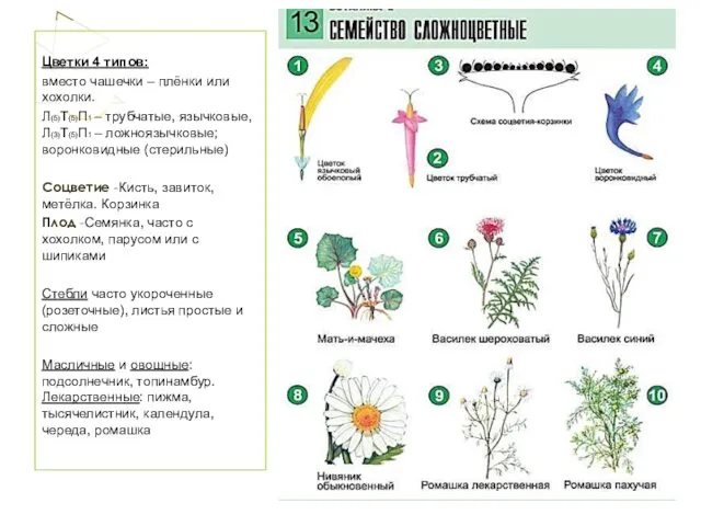 Цветки 4 типов: вместо чашечки – плёнки или хохолки. Л(5)Т(5)П1 –