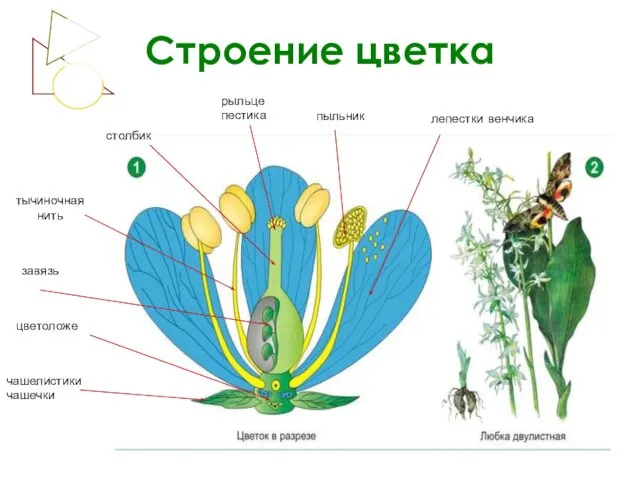 Строение цветка рыльце пестика пыльник лепестки венчика столбик тычиночная нить завязь цветоложе чашелистики чашечки