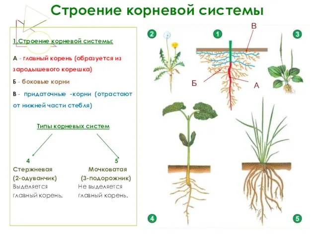 Строение корневой системы 1.Строение корневой системы: А - главный корень (образуется