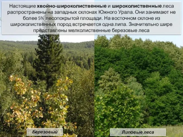 Настоящие хвойно-широколиственные и широколиственные леса распространены на западных склонах Южного Урала.