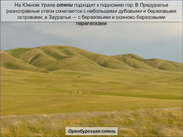 На Южном Урале степи подходят к подножию гор. В Предуралье разнотравные