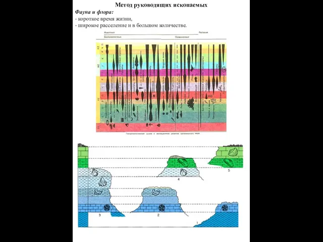 Метод руководящих ископаемых Фауна и флора: - короткое время жизни, -