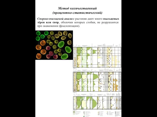 Метод количественный (процентно-статистический) Спорово-пыльцевой анализ: растения дают много пыльцевых зёрен или