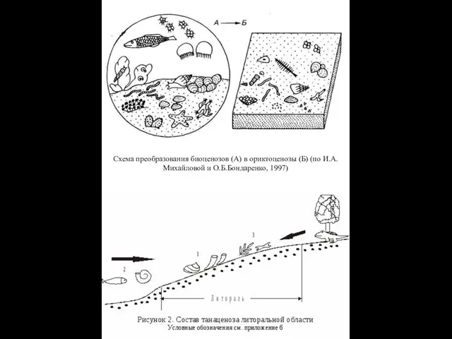 Схема преобразования биоценозов (А) в ориктоценозы (Б) (по И.А.Михайловой и О.Б.Бондаренко, 1997)