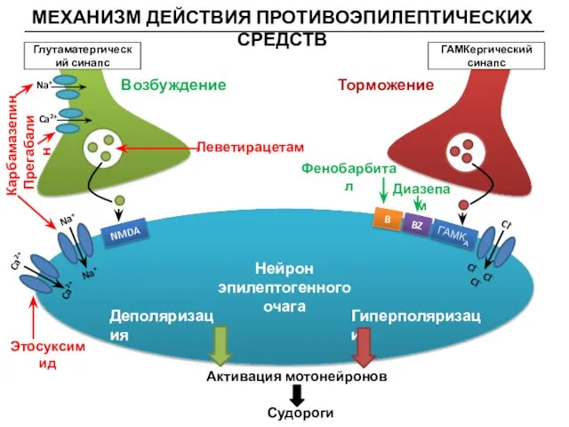 МЕХАНИЗМ ДЕЙСТВИЯ ПРОТИВОЭПИЛЕПТИЧЕСКИХ СРЕДСТВ Нейрон эпилептогенного очага Глутаматергический синапс ГАМКергический синапс