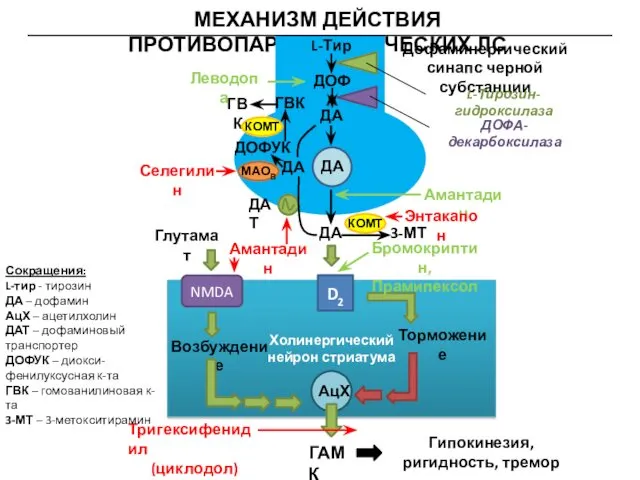 МЕХАНИЗМ ДЕЙСТВИЯ ПРОТИВОПАРКИНСОНИЧЕСКИХ ЛС Холинергический нейрон стриатума АцХ ГАМК Гипокинезия, ригидность,