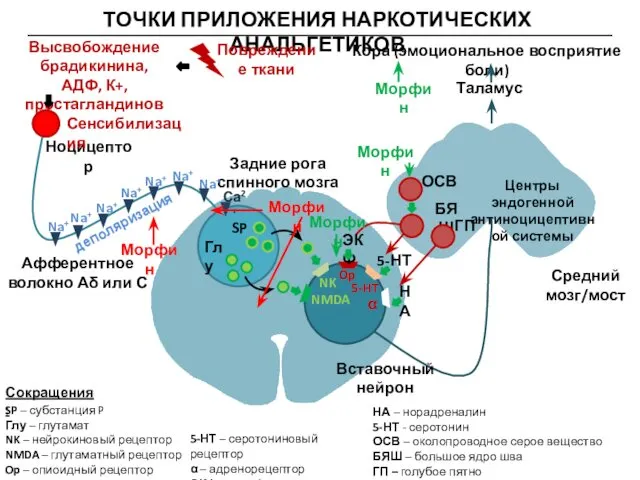 ТОЧКИ ПРИЛОЖЕНИЯ НАРКОТИЧЕСКИХ АНАЛЬГЕТИКОВ ОСВ БЯШ ГП Ноцицептор Задние рога спинного