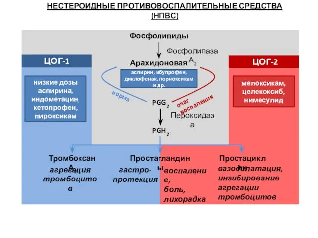 Фосфолипиды Арахидоновая кислота Фосфолипаза А2 PGG2 Пероксидаза PGH2 очаг воспаления норма