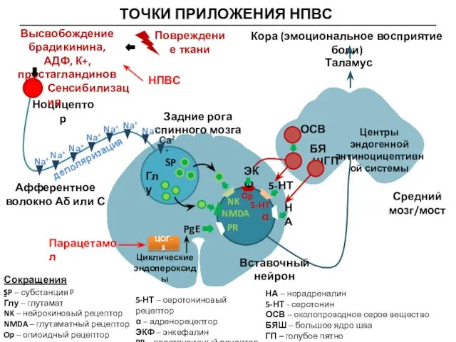 ТОЧКИ ПРИЛОЖЕНИЯ НПВС ОСВ БЯШ ГП Ноцицептор Задние рога спинного мозга