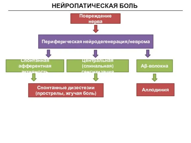 НЕЙРОПАТИЧЕСКАЯ БОЛЬ Повреждение нерва Периферическая нейродегенерация/неврома Спонтанная афферентная активность Спонтанные дизестезии