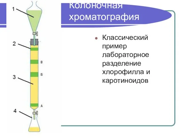 Колоночная хроматография Классический пример лабораторное разделение хлорофилла и каротиноидов