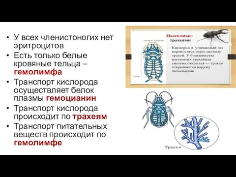 У всех членистоногих нет эритроцитов Есть только белые кровяные тельца –