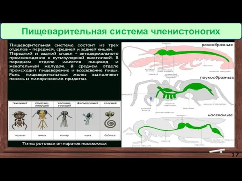 Пищеварительная система членистоногих