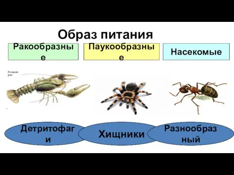 Образ питания Детритофаги Хищники Разнообразный Насекомые Ракообразные Паукообразные