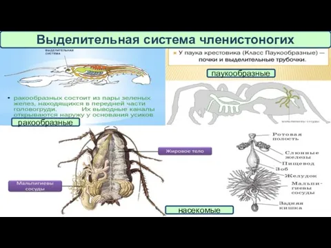 Выделительная система членистоногих ракообразные паукообразные насекомые