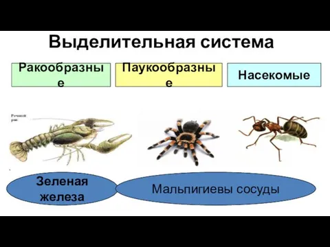 Выделительная система Ракообразные Паукообразные Насекомые Зеленая железа Мальпигиевы сосуды