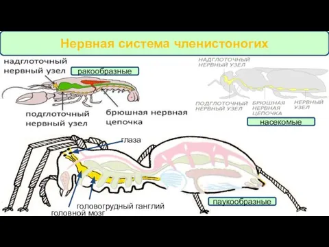 Нервная система членистоногих головогрудный ганглий головной мозг глаза ракообразные паукообразные насекомые