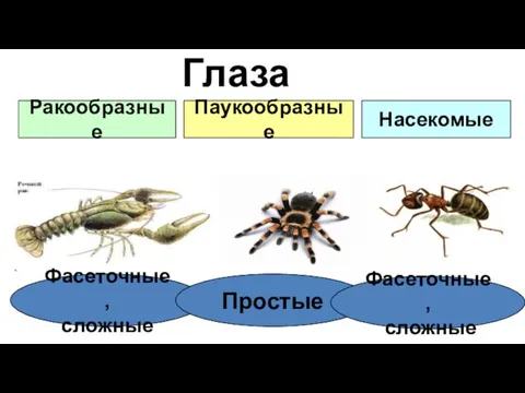 Глаза Ракообразные Паукообразные Насекомые Фасеточные, сложные Простые Фасеточные, сложные