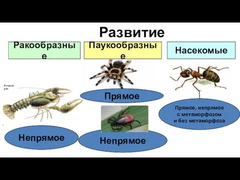 Развитие Ракообразные Насекомые Непрямое Прямое Прямое, непрямое с метаморфозом и без метаморфоза Непрямое Паукообразные