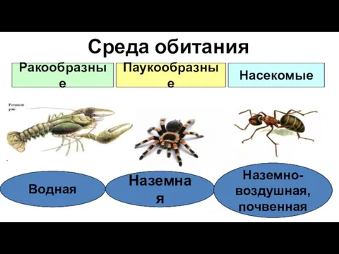 Среда обитания Водная Наземная Наземно- воздушная, почвенная Ракообразные Паукообразные Насекомые