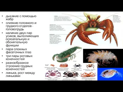 дыхание с помощью жабр слияние головного и грудного отделов -головогрудь наличие