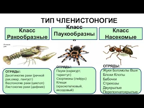 ТИП ЧЛЕНИСТОНОГИЕ Класс Ракообразные Класс Паукообразные Класс Насекомые ОТРЯДЫ: Десятиногие раки