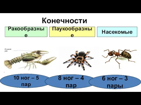 Конечности Ракообразные Паукообразные Насекомые 10 ног – 5 пар 8 ног