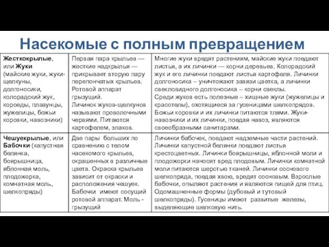 Насекомые с полным превращением