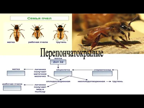 Перепончатокрылые