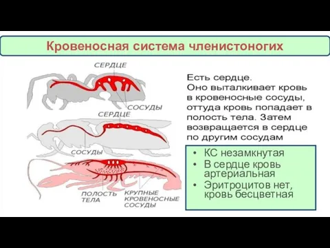 КС незамкнутая В сердце кровь артериальная Эритроцитов нет, кровь бесцветная Кровеносная система членистоногих