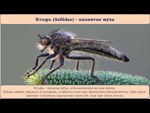 Ктырь (Asilidae) – ядовитая муха Ктырь – хищная муха, использующая яд