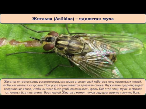 Жигалка (Asilidae) – ядовитая муха Жигалка питается кровь рогатого скота, как