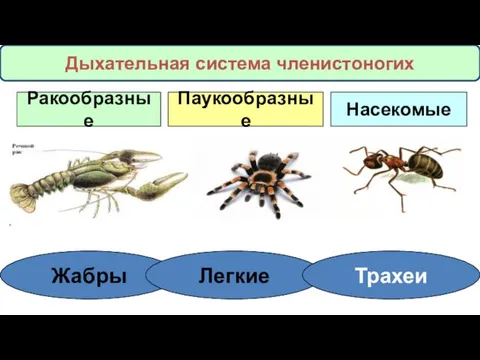 Ракообразные Паукообразные Насекомые Жабры Легкие Трахеи Дыхательная система членистоногих