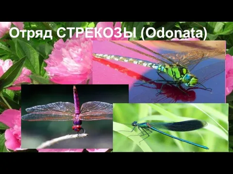 Отряд СТРЕКОЗЫ (Odonata)