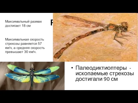 Размеры Палеодиктиоптеры - ископаемые стрекозы достигали 90 см Максимальный размах достигает