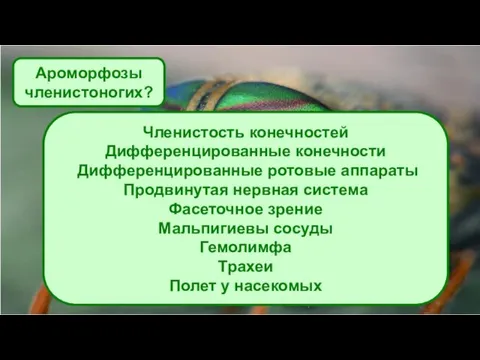 Ароморфозы членистоногих? Членистость конечностей Дифференцированные конечности Дифференцированные ротовые аппараты Продвинутая нервная