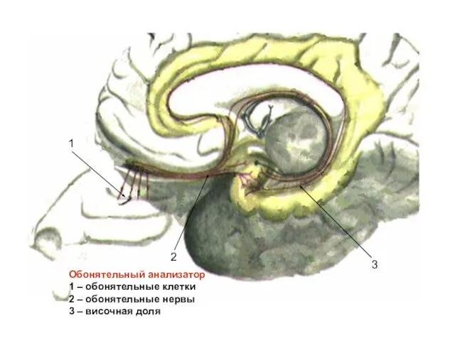 1 2 3 Обонятельный анализатор 1 – обонятельные клетки 2 –