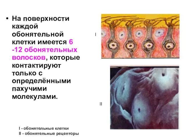 На поверхности каждой обонятельной клетки имеется 6 -12 обонятельных волосков, которые