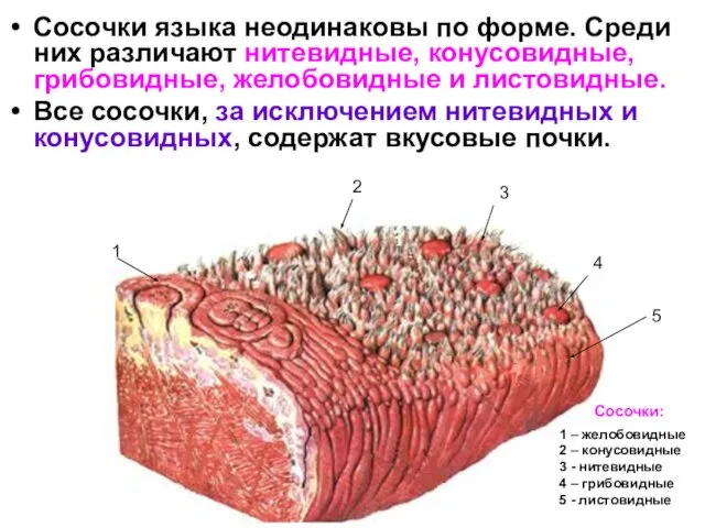 1 2 3 4 5 1 – желобовидные 2 – конусовидные