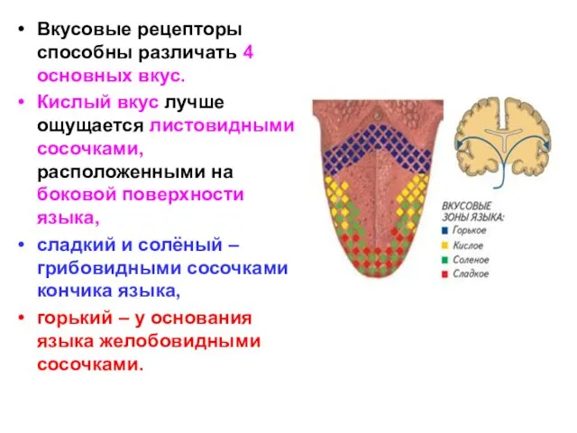 Вкусовые рецепторы способны различать 4 основных вкус. Кислый вкус лучше ощущается